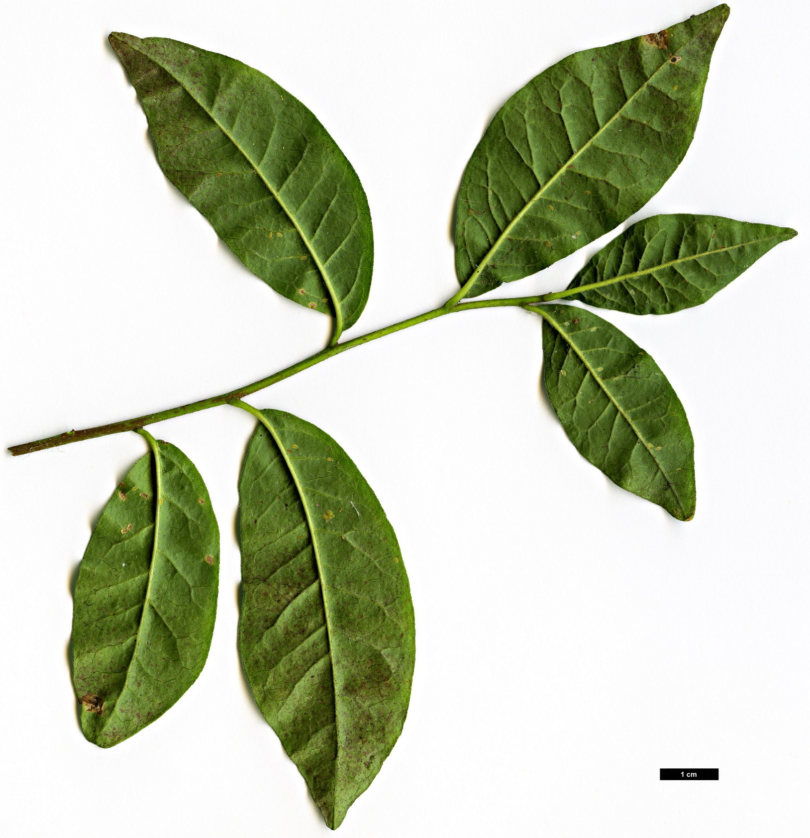 High resolution image: Family: Rutaceae - Genus: Orixa - Taxon: japonica